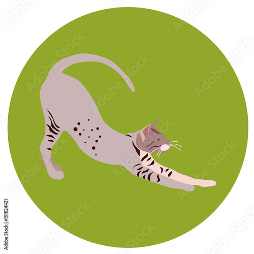 938268 Cats of different breeds. Icons. Vector image in a flat style. Illustration on a round background. Element of design, interface
