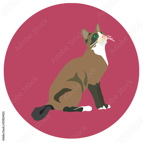 938271 Cats of different breeds. Icons. Vector image in a flat style. Illustration on a round background. Element of design, interface