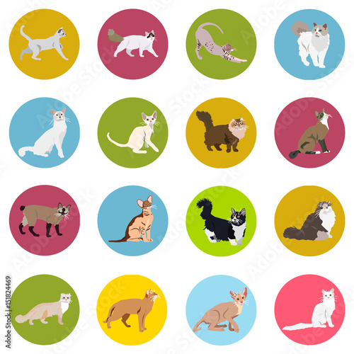 938274 Cats of different breeds. Icons. Vector image in a flat style. Illustration on a round background. Element of design, interface