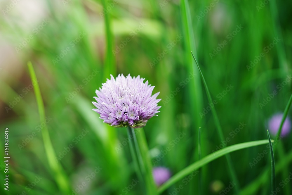 Purple chive blossoms in the spring garden Purple chive blossoms in the spring garden