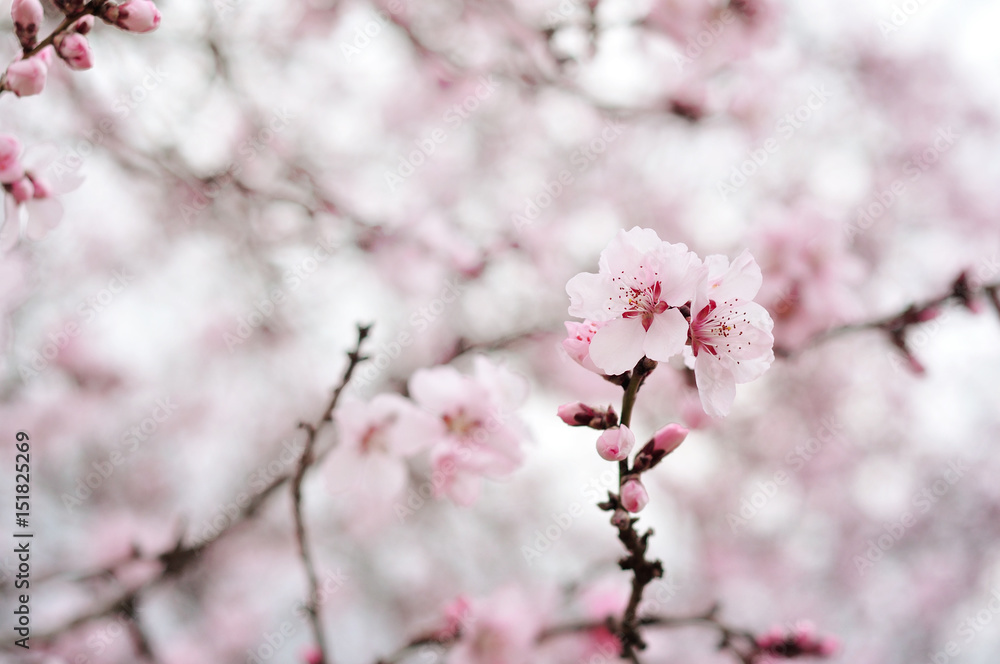 Fototapeta premium Pink spring flowers