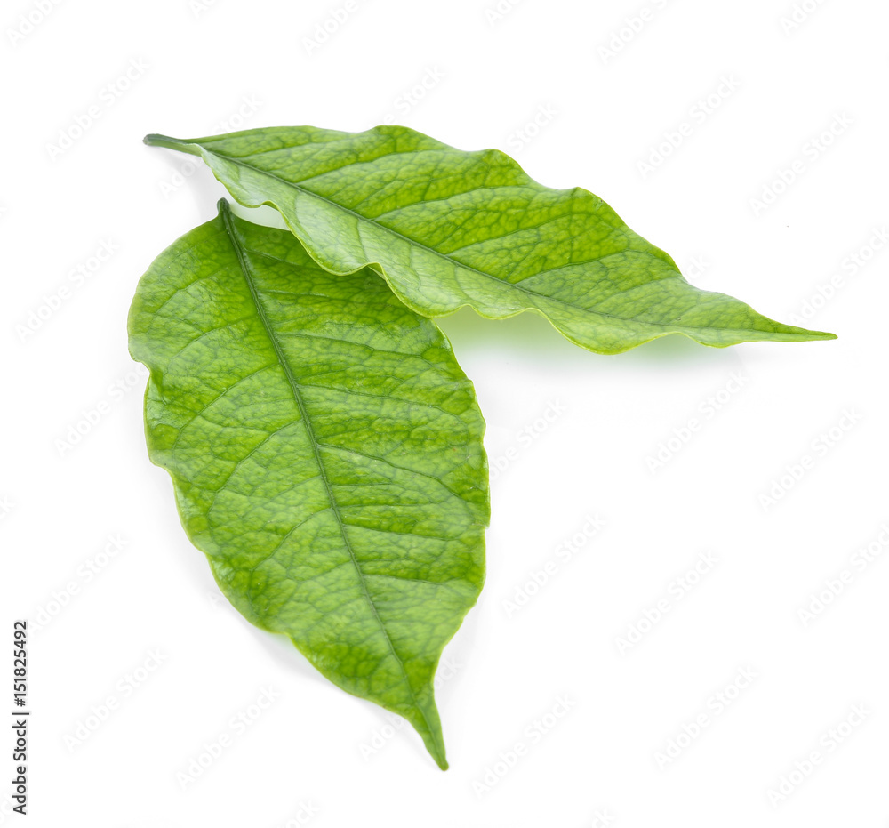 Fototapeta premium coffee leaves on white background
