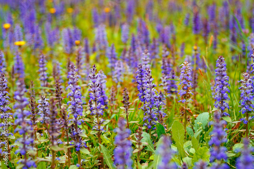 Purple flowers in a green field
