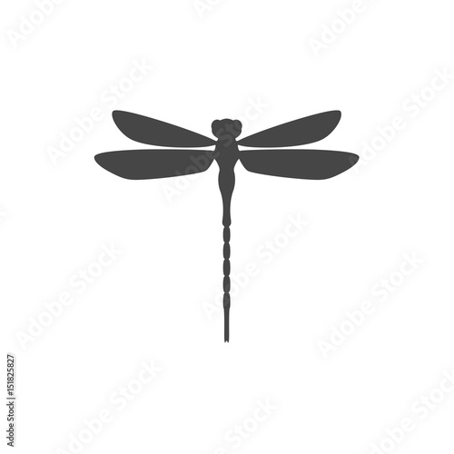 Dragonfly insect 