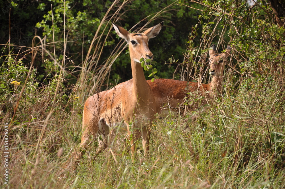 Safari Animals and Wildlife Safari Animals and Wildlife
