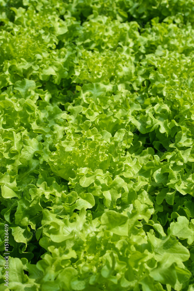 Oak leaf lettuce