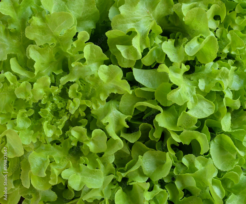 Oak leaf lettuce Oak leaf lettuce