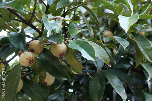 Foto Fresh green mangosteen on the tree, Queen of fruit, Thailand