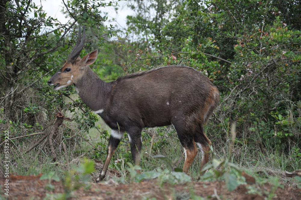 Safari Animals and Wildlife Safari Animals and Wildlife
