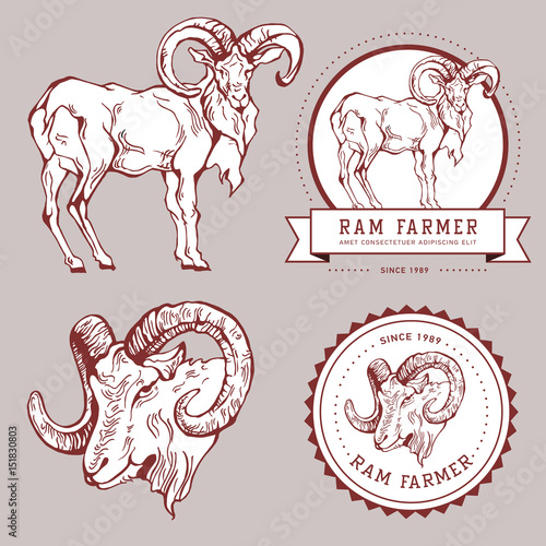 Vintage hand draw ram label.