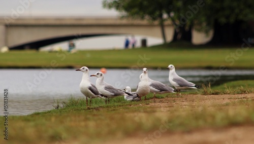 Birds seagulls at riverside