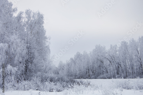 Winter white landscape - frozen trees