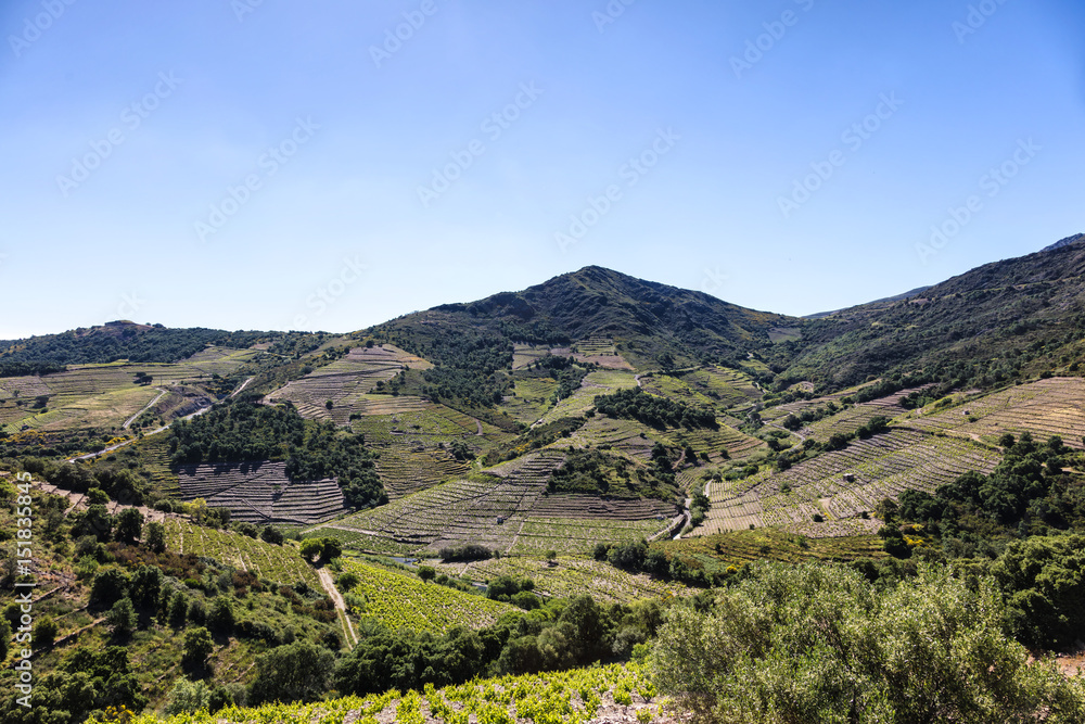 Vignoble de Collioure- Banyuls, vue depuis la côte de Vermeille, Pyrénées- Orientales, Catalogne, Languedoc-Roussillon, France 
