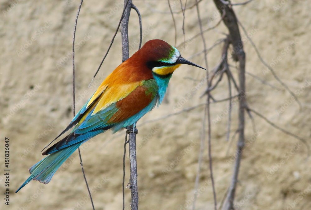 Fototapeta premium European bee-eater on branch, Merops apiaster