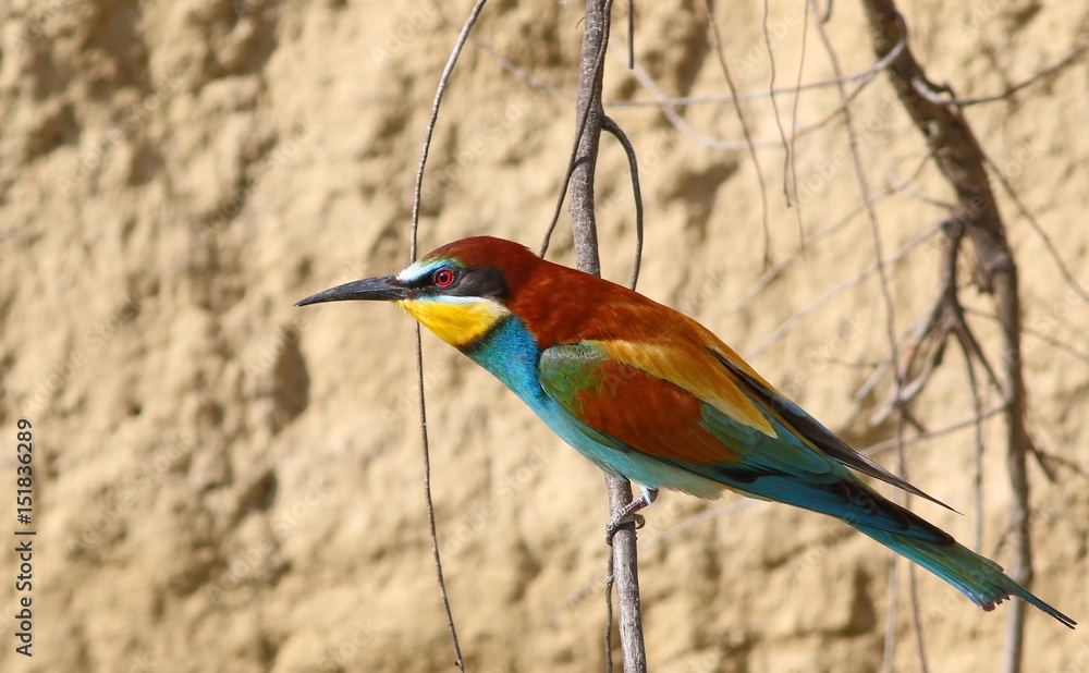 Fototapeta premium European bee-eater on branch, Merops apiaster