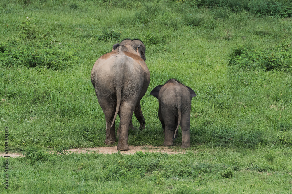 Fototapeta premium Wild elephants in Thailand Kui Buri National Park