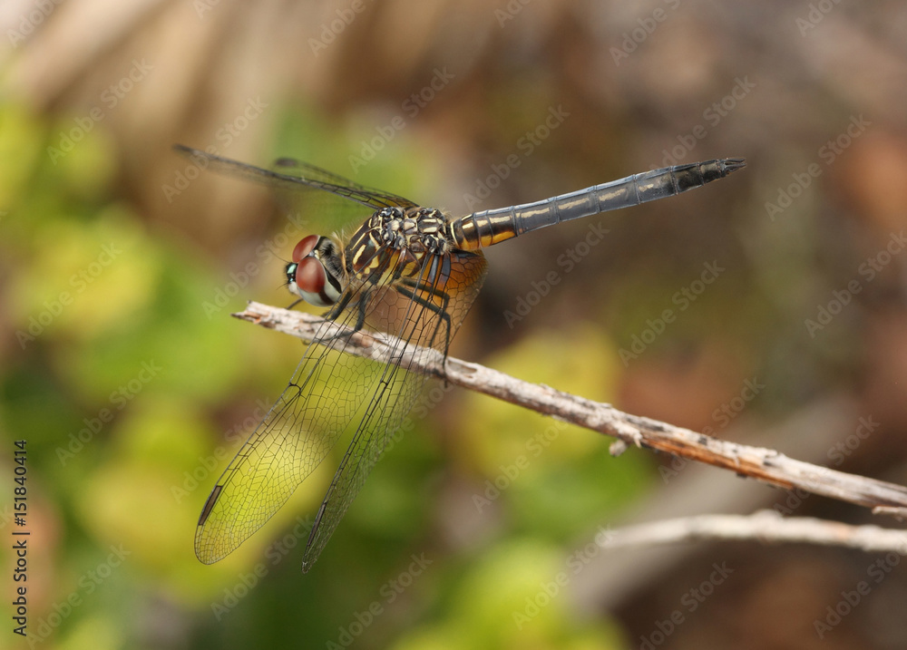A Dragon fly resting in a plant stick A Dragon fly resting in a plant stick