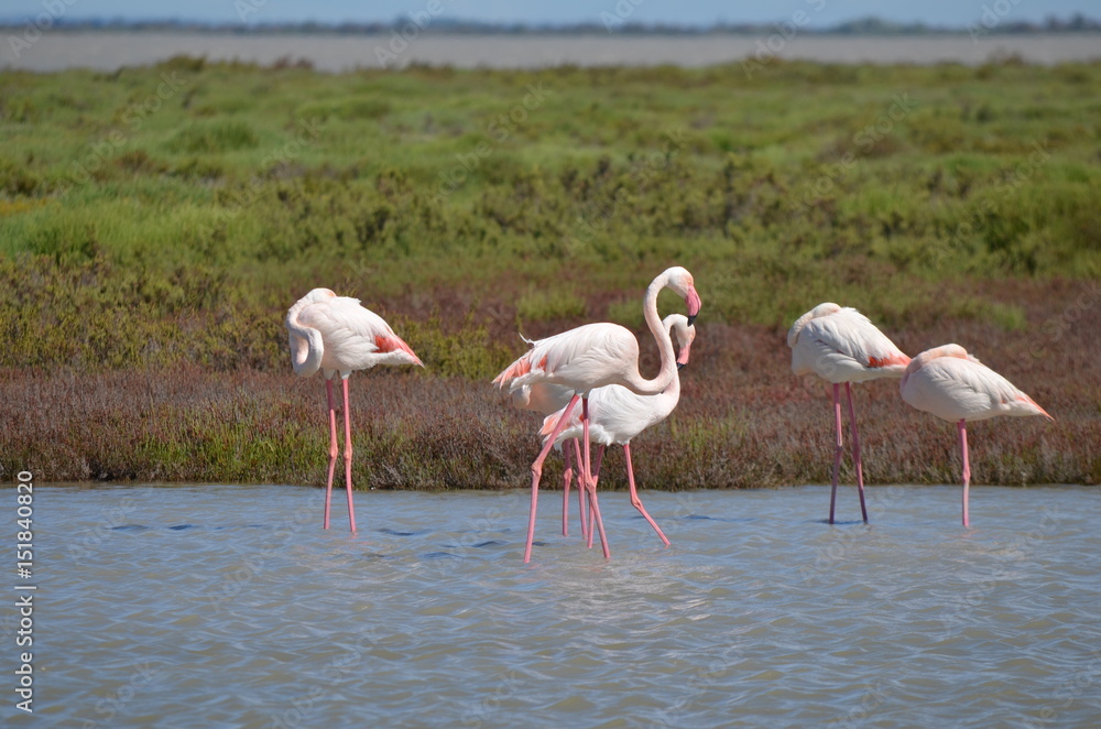 Obraz premium Flamant rose (Phoenicopterus roseus)