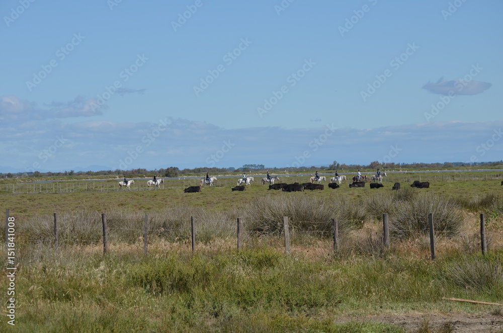 Paysage camarguais Paysage camarguais