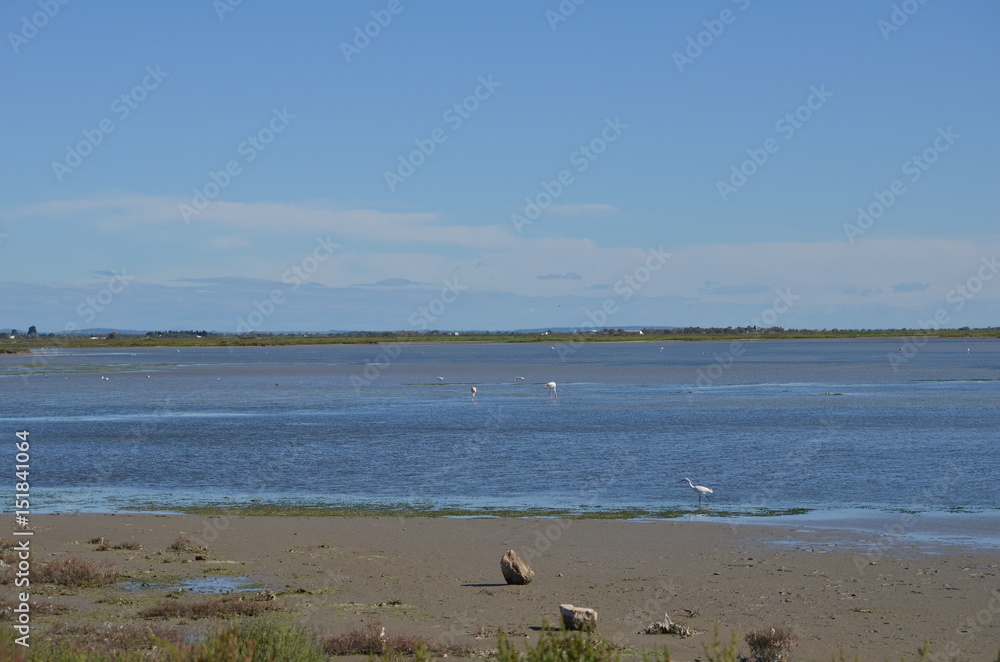 Paysage de Camargue et flamands roses Paysage de Camargue et flamands roses