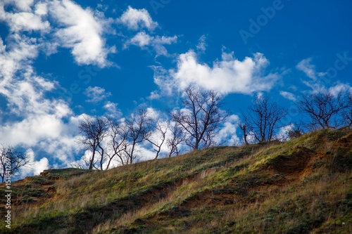 Trees grow on the edge of the mountain against a background of clouds