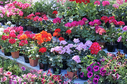 Fototapeta Naklejka Na Ścianę i Meble -  Shelves with flowers in flowerpot