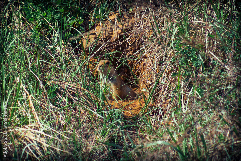 Fototapeta premium The gopher sits in a burrow and emerges from it