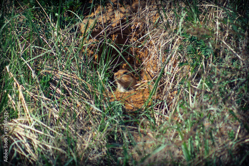 The gopher sits in a burrow and emerges from it