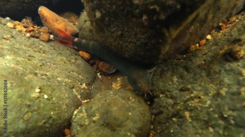 A Hillstream loach fish feeding in a steam. A Hillstream loach fish feeding in a steam.