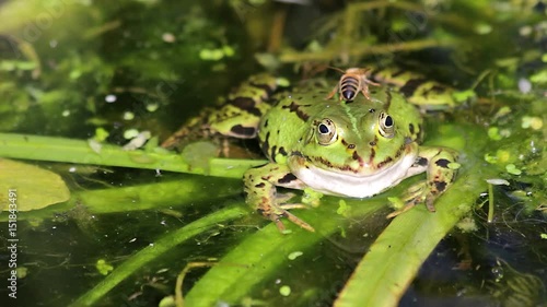 Frosch und Biene