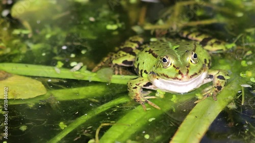 Frosch
