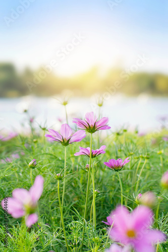 Beautiful spring flowers , Cosmos flowers blooming in the garden. (selective focus)