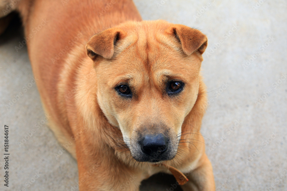 Thai dog is resting on concrete floor Thai dog is resting on concrete floor