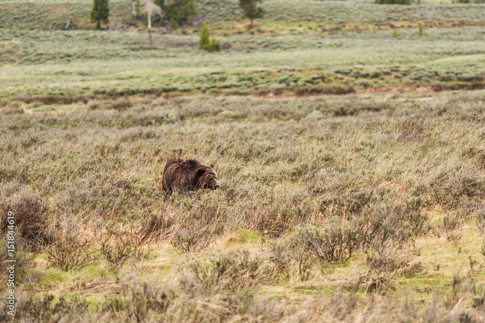Bleeding beat up mother grizzly bear walking through dry grass prairie in Yellowstone National Park Bleeding beat up mother grizzly bear walking through dry grass prairie in Yellowstone National Park