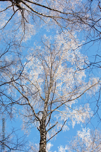 Fototapeta Naklejka Na Ścianę i Meble -  Winter birch forest with blue sky