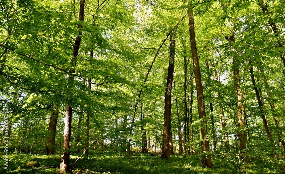 Naklejka premium Landscape with spring green beech trees in sunlight