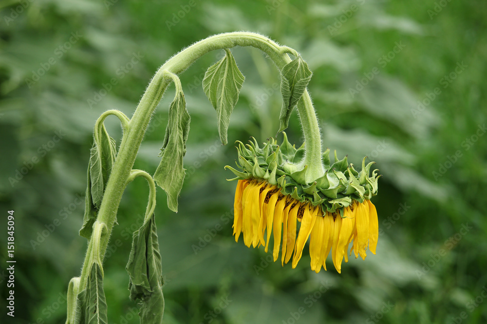 Naklejka premium Wilted sunflower in the field
