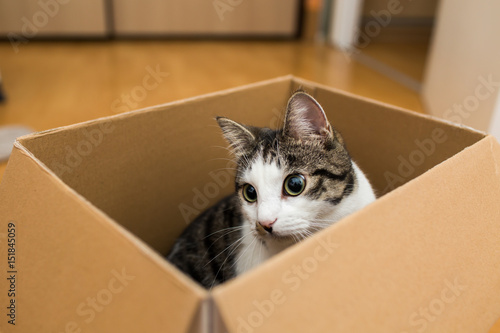 cat in the cardboard box
