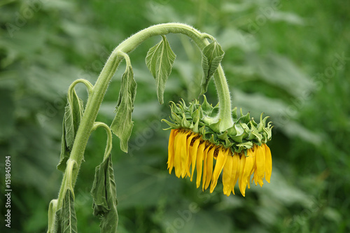 Wilted sunflower in the field