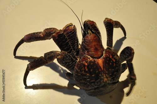 Batanes-Coconut Crab
