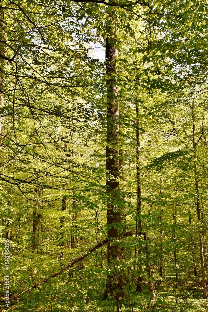 Obraz premium Landscape with spring green beech trees in sunlight