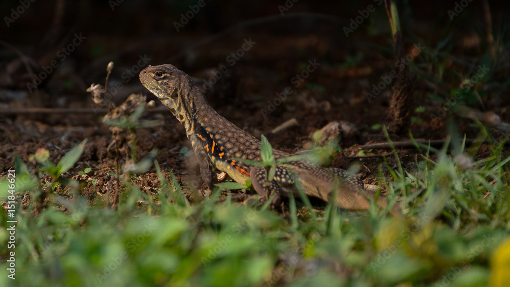 Naklejka premium butterfly lizard in nature,Small-scaled lizard, round lizard