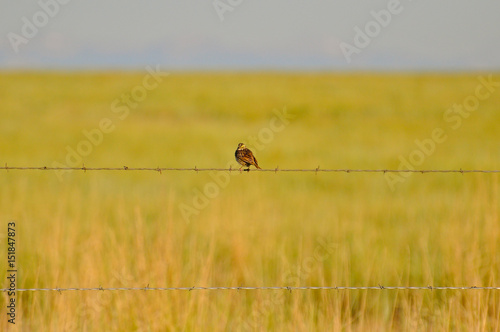Bird on a wire © Marni