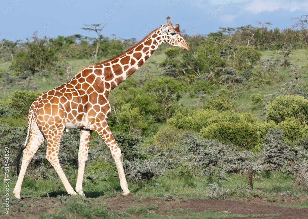 Giraffe agrainst green bushy background