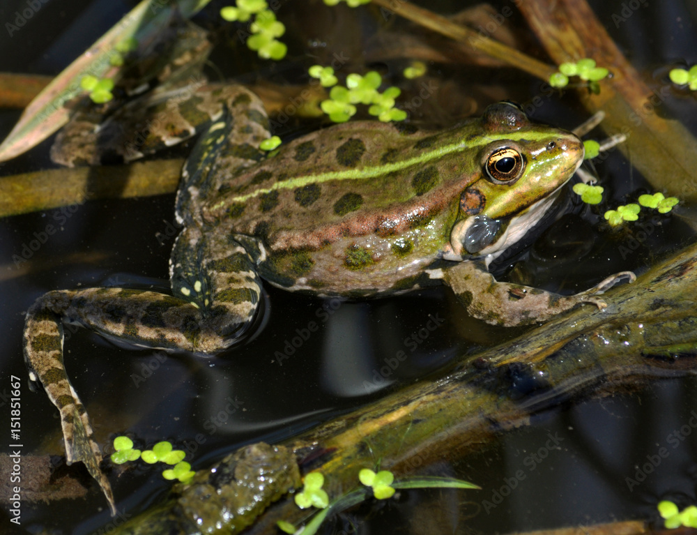 Frog in the water between reeds and other water plants in the river in vivo development Frog in the water between reeds and other water plants in the river in vivo development