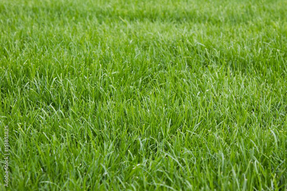 Obraz premium green lawn background