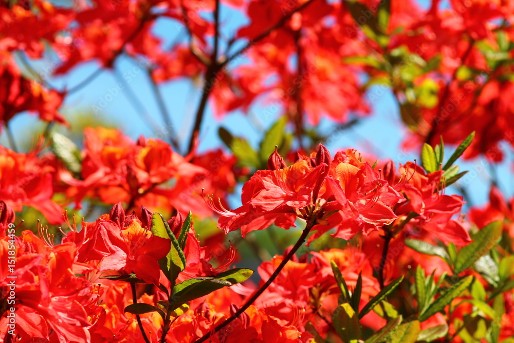 Beautiful orange pink rhododendron tree blossoms on a branch. Spring garden background. Beautiful orange pink rhododendron tree blossoms on a branch. Spring garden background.