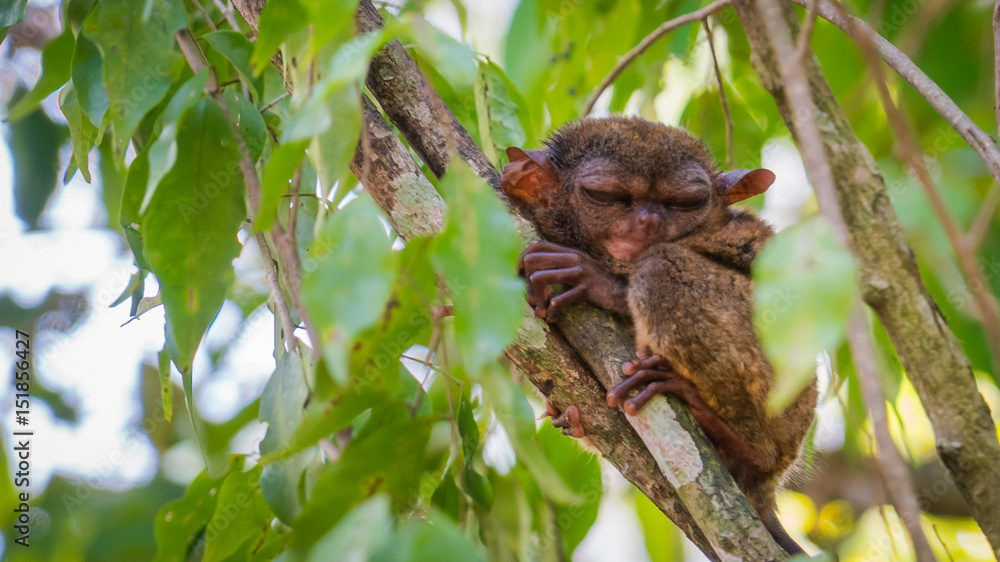 One of the cutest animals on earth, tarsier