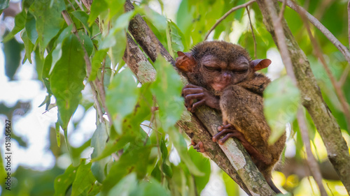One of the cutest animals on earth, tarsier © CHAO