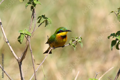 Little bee-eater perched on a twig